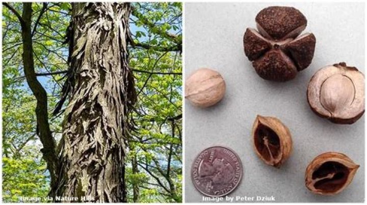 What nut comes from a hickory tree