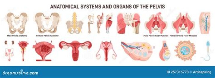 What organs are in the pelvic area