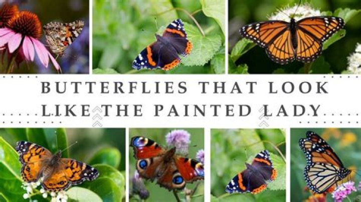 What plants attract painted lady butterflies