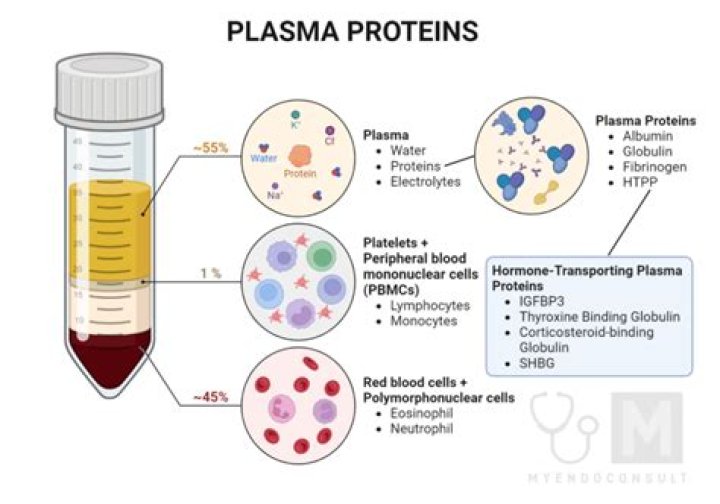 What plasma protein plays a large role in osmotic pressure regulation