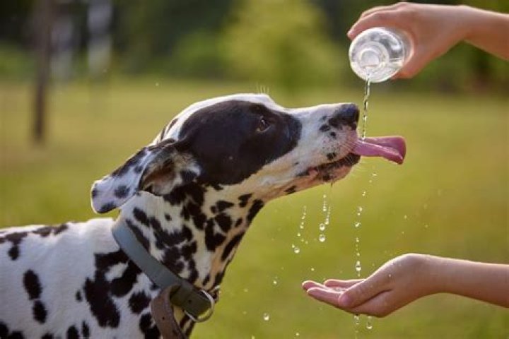 What property of water is a dog panting