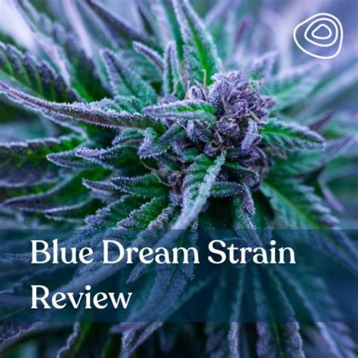 What strains make up Blue Dream