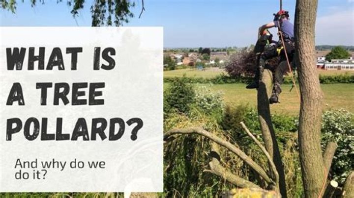 What trees can you Pollard