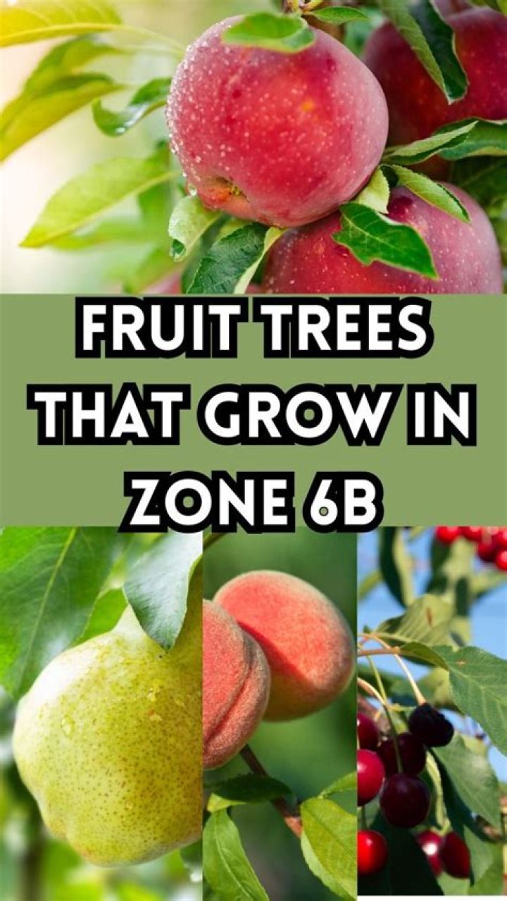 What trees grow best in zone 6b