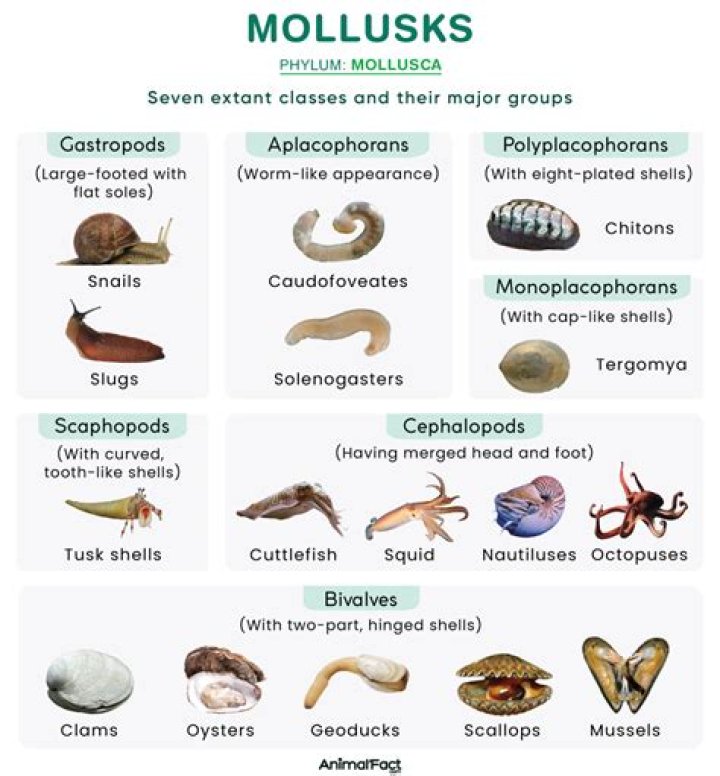 What two systems do mollusks