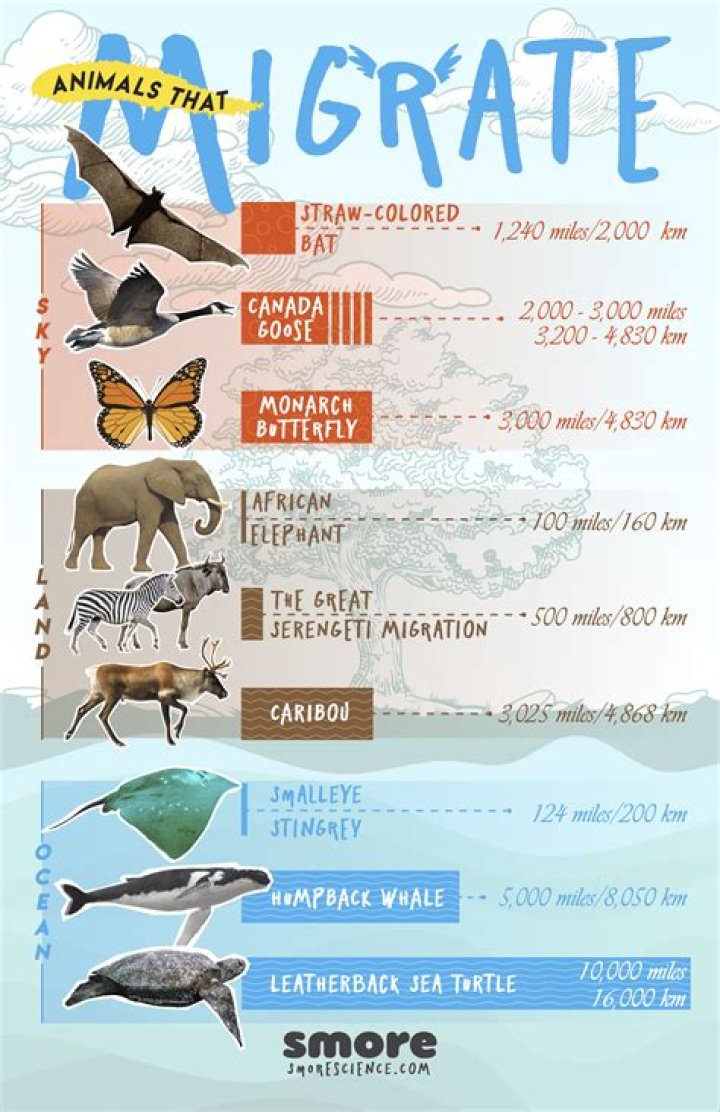 What type of animals migrate