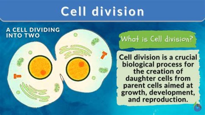 What type of cells divide