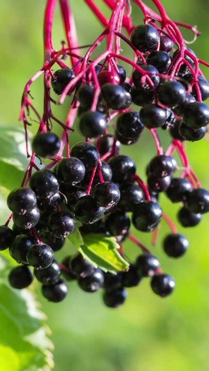 What type of elderberry is best
