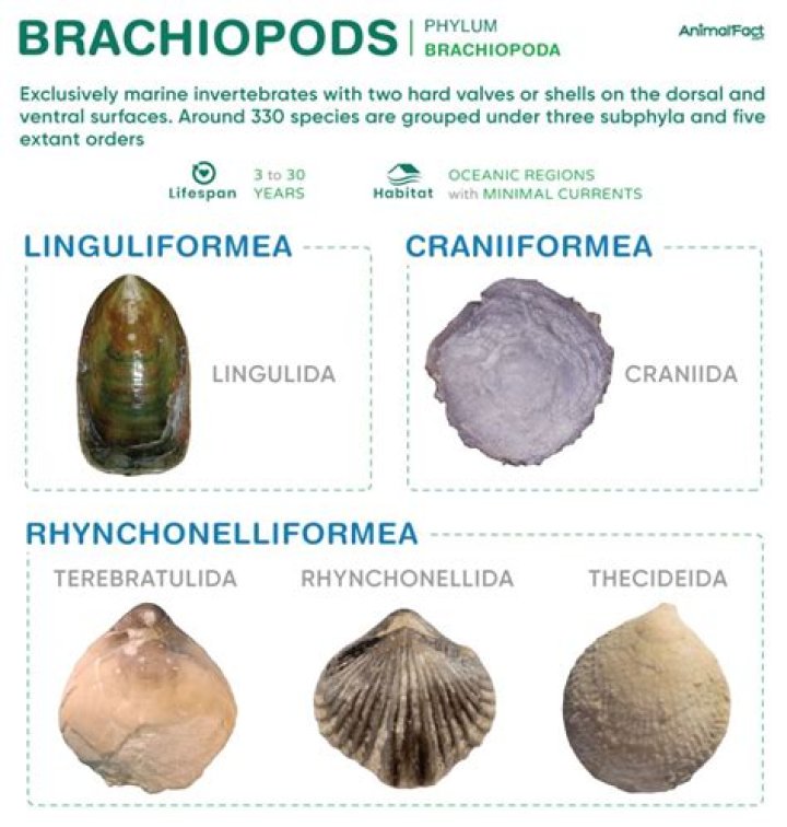 What type of fossil is a Brachiopod