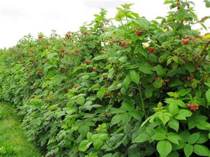What type of soil do raspberries prefer