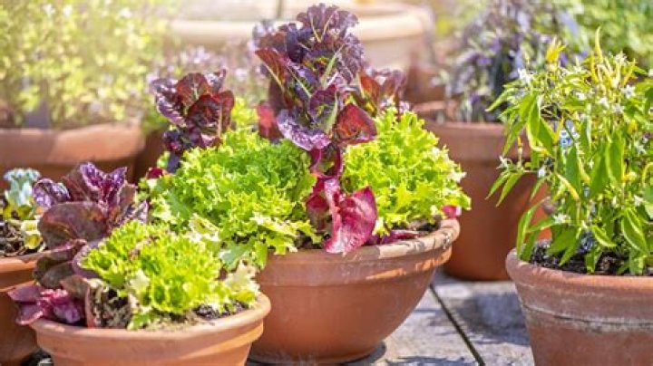 What vegetable are easy to grow in pots