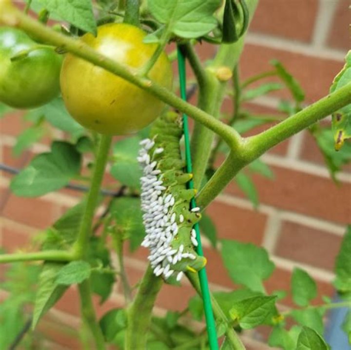What wasp lays eggs on tomato worms