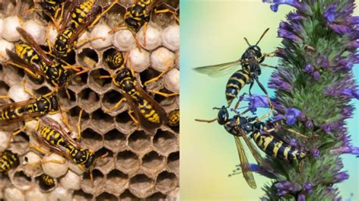 What would happen if Wasps went extinct