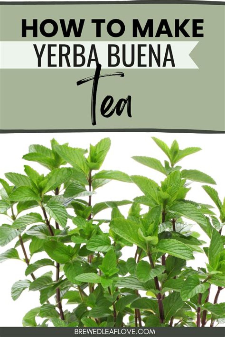 Whats yerbabuena in english