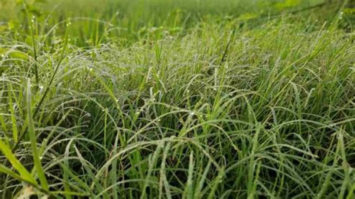 When can I plant grass in North Texas