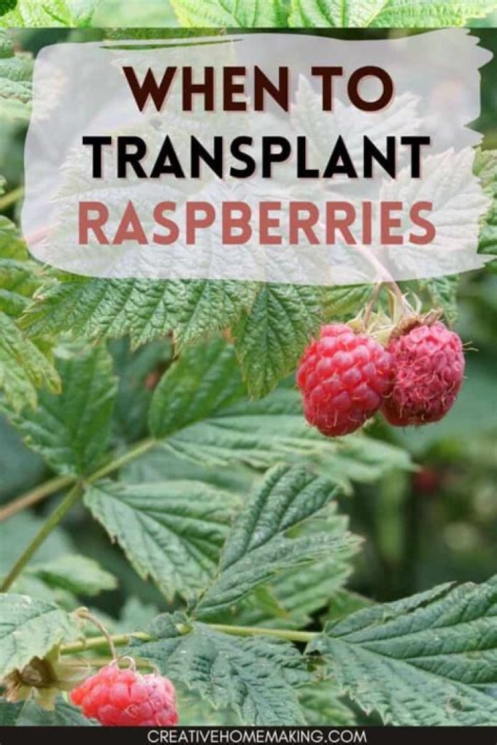 When can I transplant raspberry runners