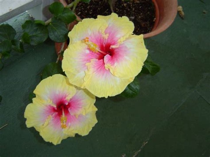 When can you plant hibiscus