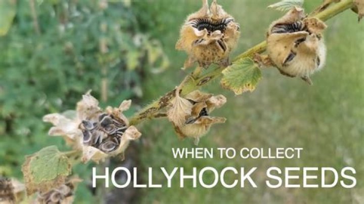 When should I plant hollyhocks