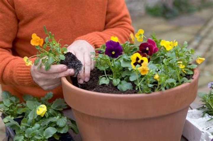 When should I plant pansies