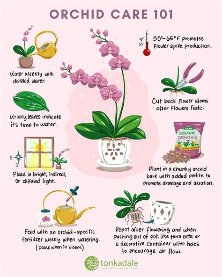 When should I replant my orchid