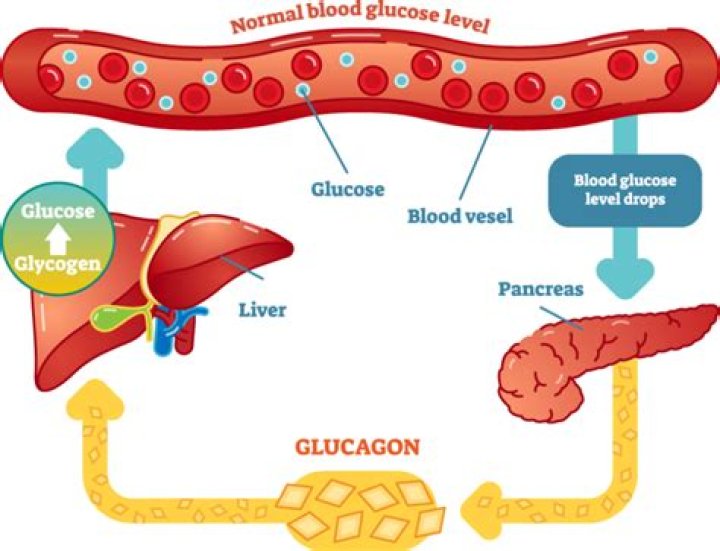 When should I take glycogen