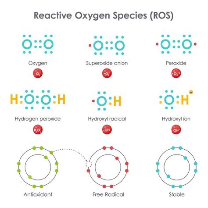 Where are reactive oxygen species produced