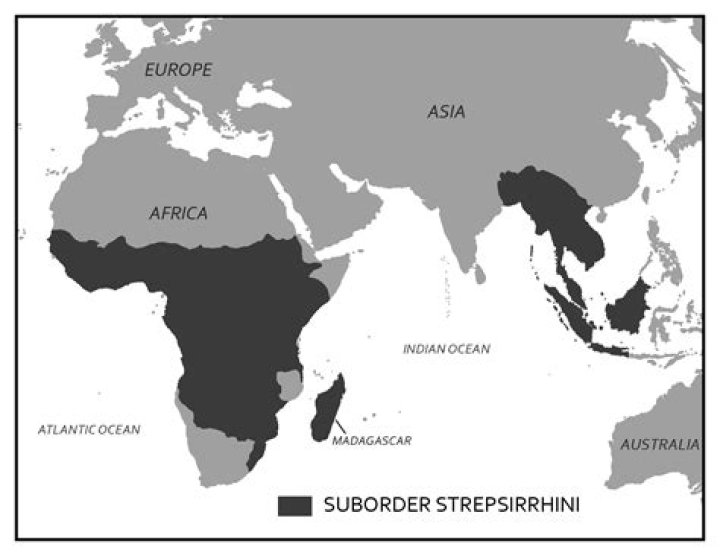 Where are Strepsirhines found