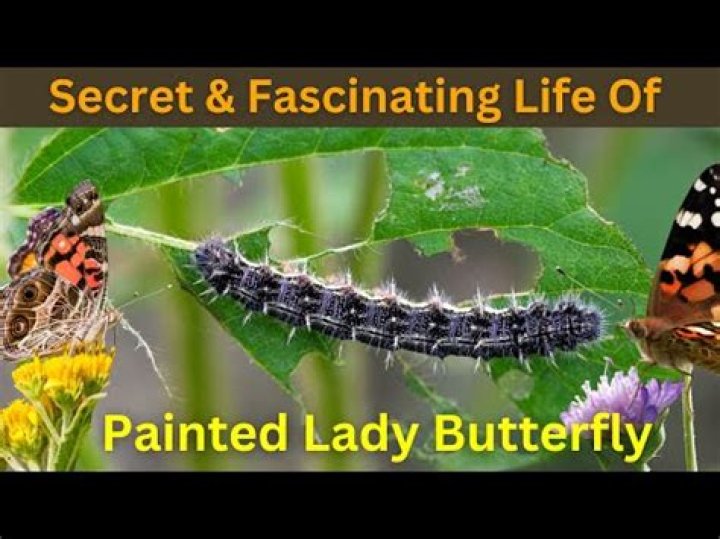 Where do painted lady butterflies come from
