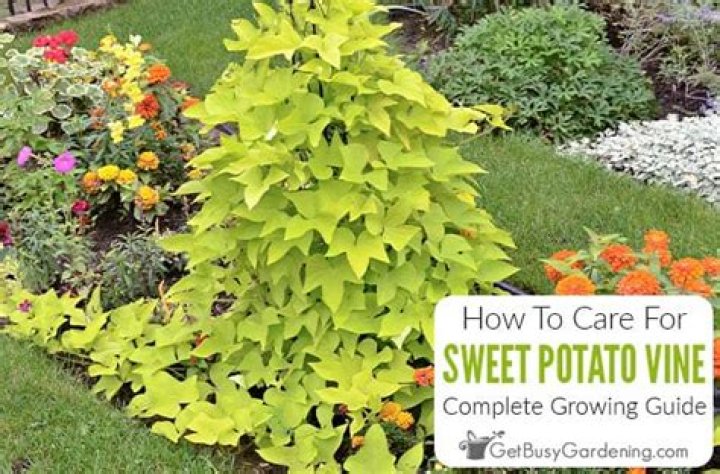 Where do sweet potato vines grow