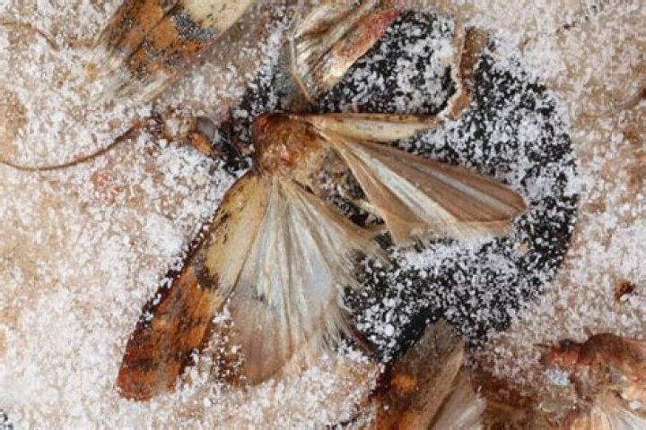 Where do winter moths come from