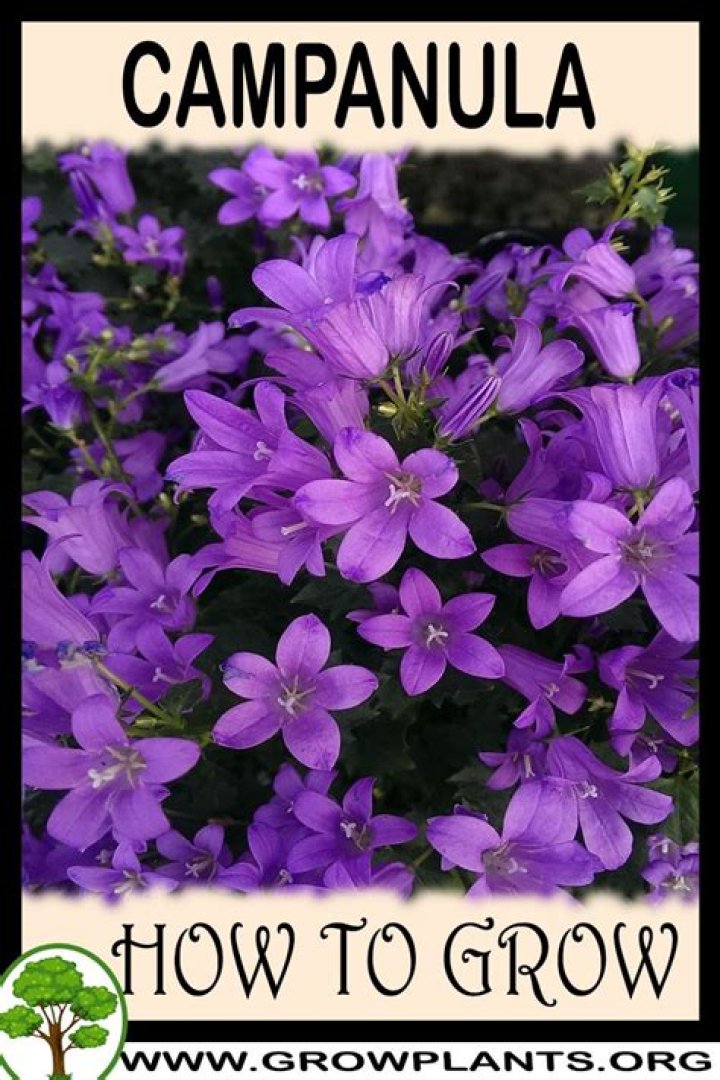 Where does Campanula grow