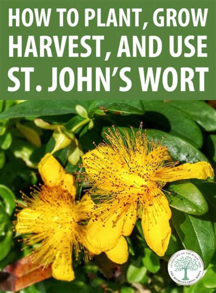 Where does St Johns wort grow