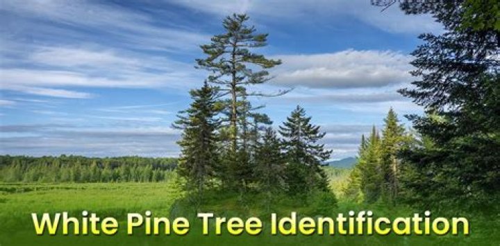 Where does white pine come from