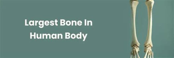 Where is the largest bone in your body