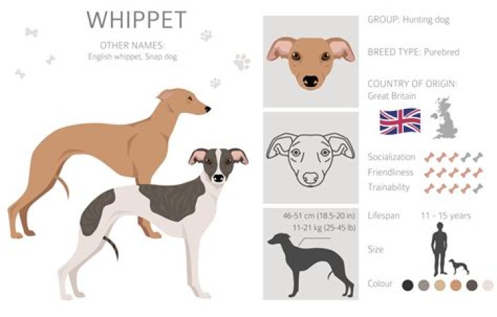 Where To Buy Whippets - How To Discuss