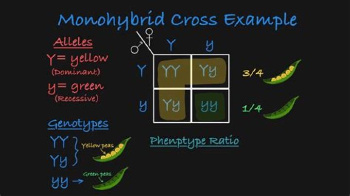 Which law of Mendel is revealed by Monohybrid cross
