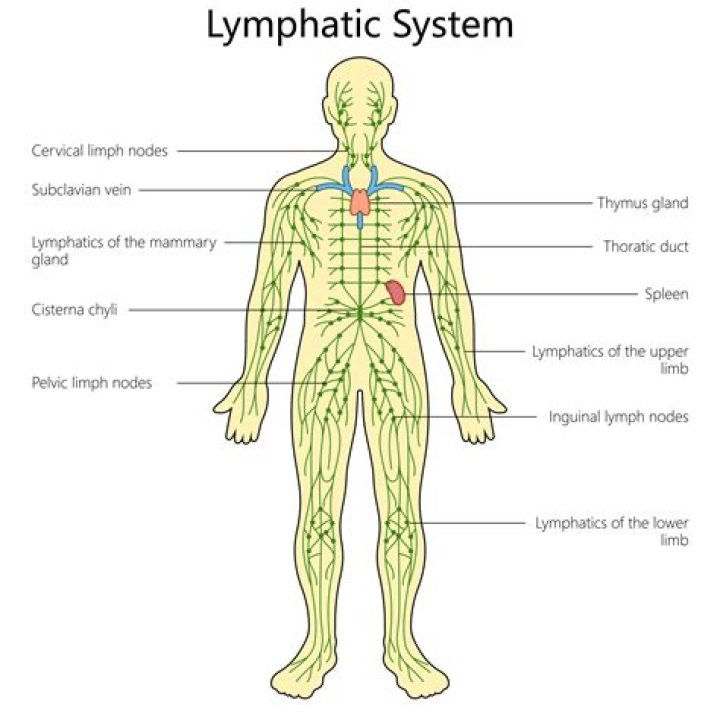 Which of the following is a lymphatic organ
