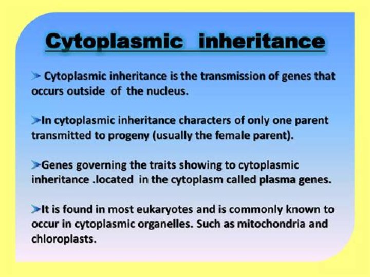 Which parent contributes more in cytoplasmic inheritance
