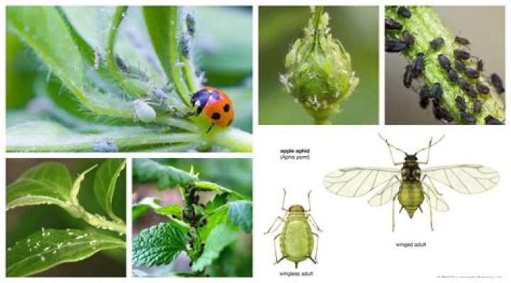 Which plants do aphids attack