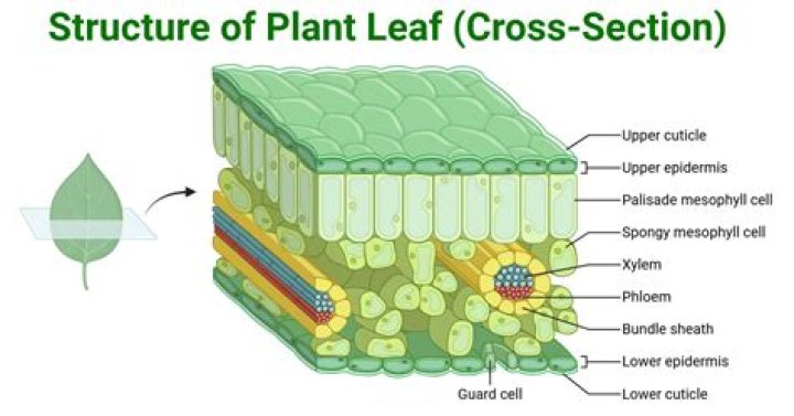 Why are leaves important to a plant