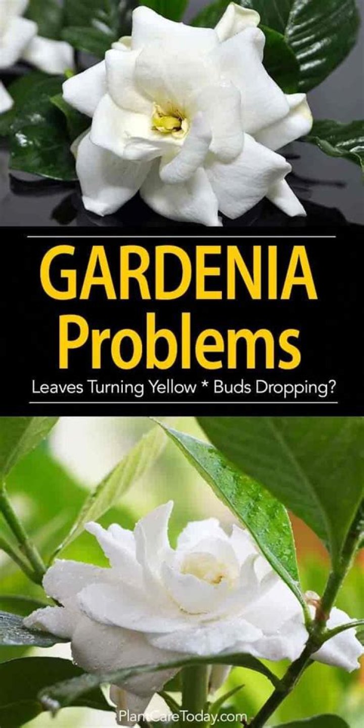 Why are my gardenia blooms dying