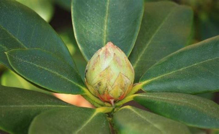 Why are my rhododendron buds not opening