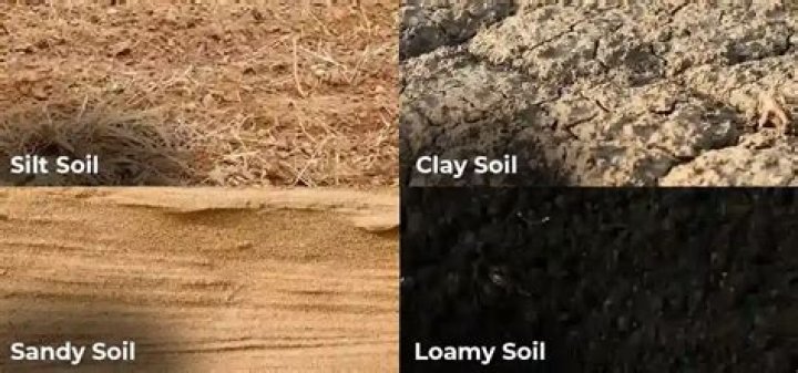Why are prairie soils dark in color