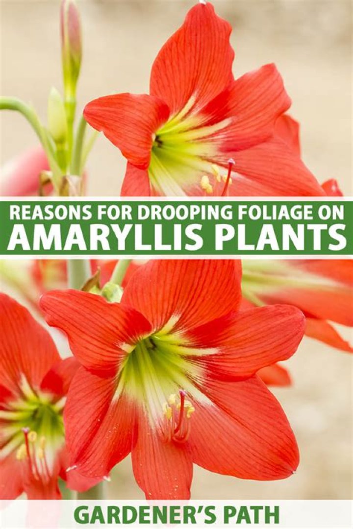 Why do amaryllis leaves fall over