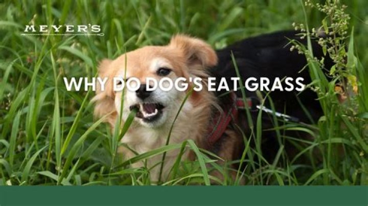 Why do dogs eat grass to make themselves sick