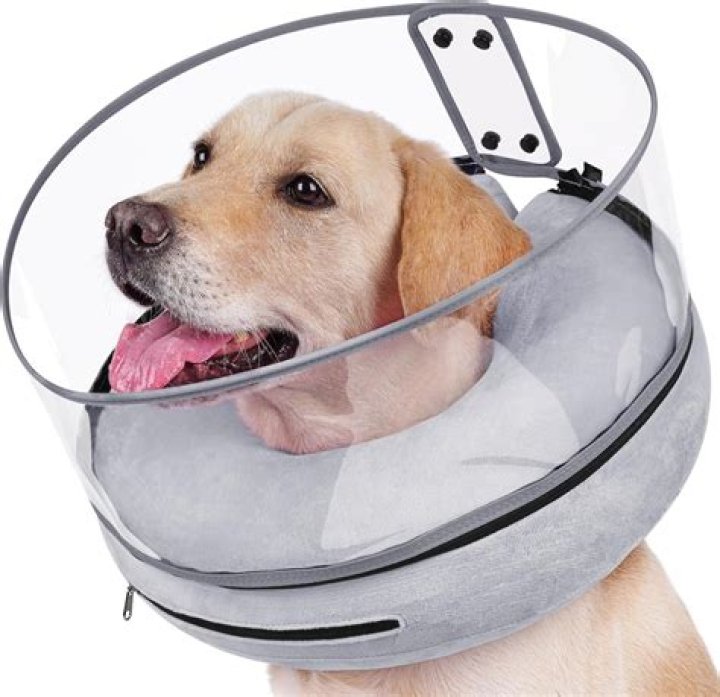 Why do dogs wear cones around their heads