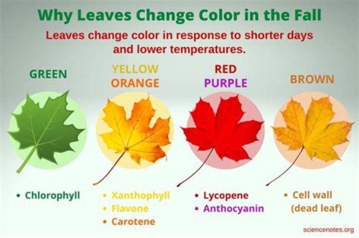 Why do leaves turn yellow in the fall