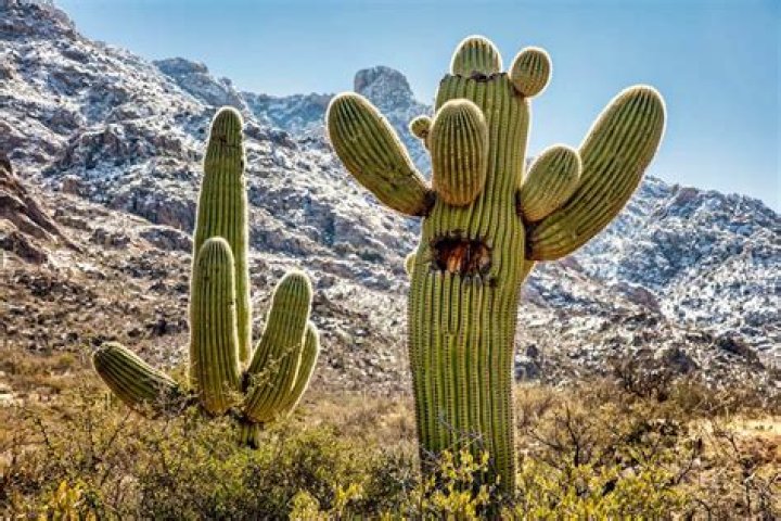 Why does cactus grow easily in desert