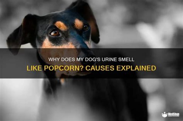 Why Does My Dog Urine Smell Like Popcorn