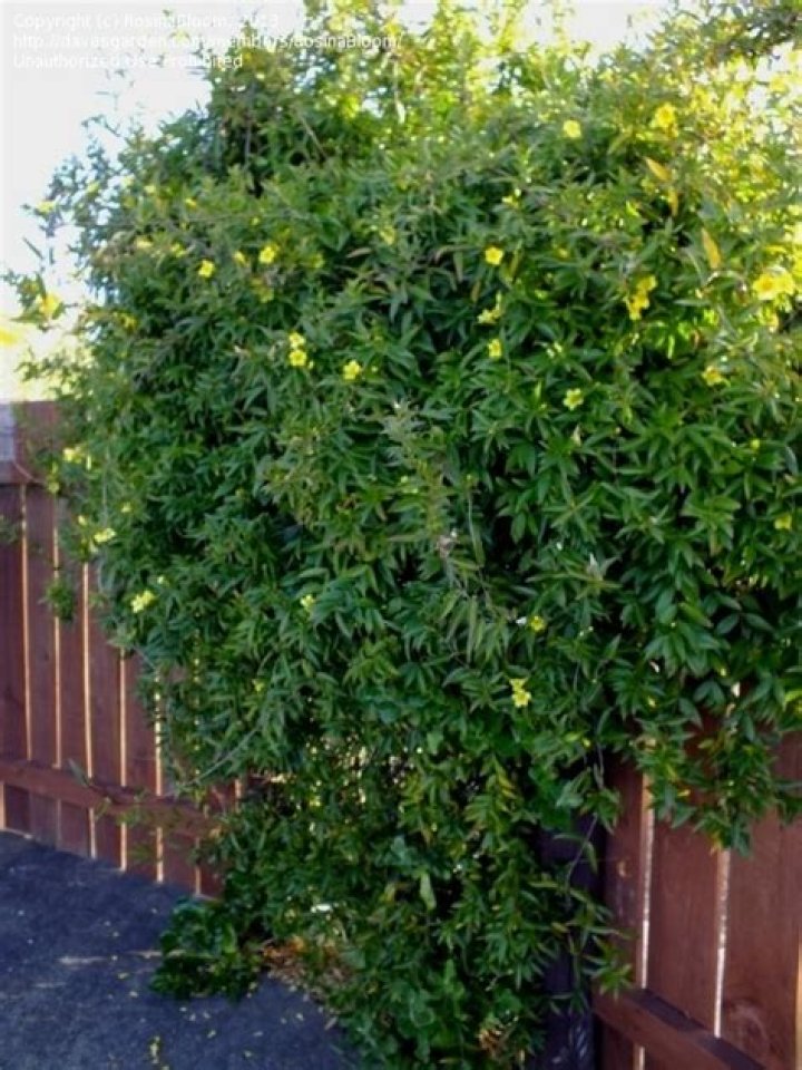 Why does my jasmine have yellow leaves